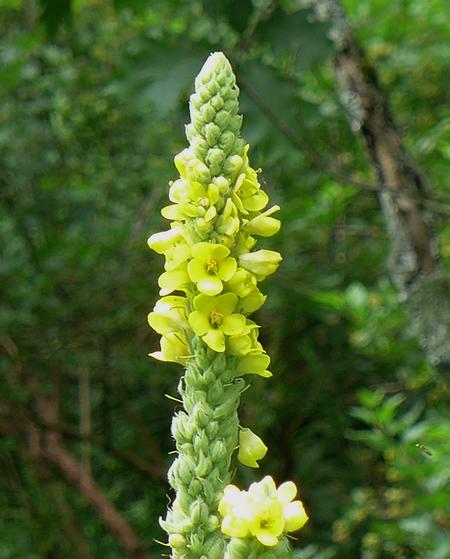 Common mullein flowers (photo by Kate St.John)