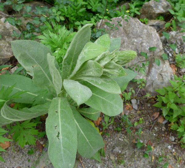 Basal leaves with flower bud on common mullein in June (photo by Kate St.John)