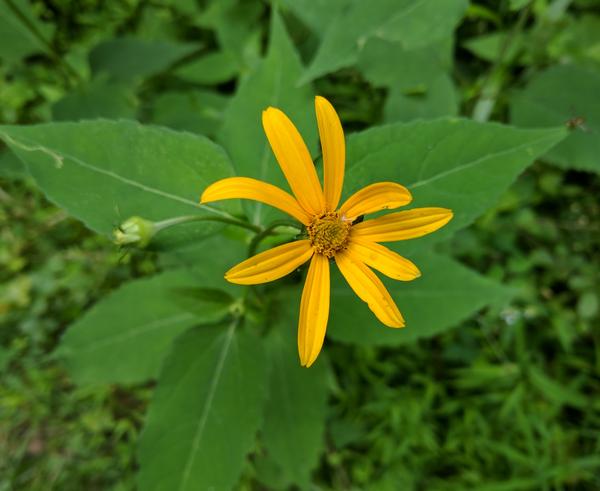 Woodland sunflower perhaps, 9 July 2017 (photo by Kate St. John)