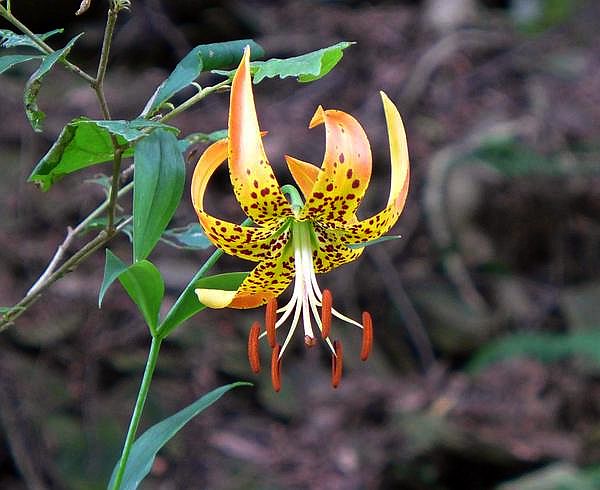 Turk's cap lily, Butler-Freeport Trail, 15 July 2017 (photo by Kate St. John)