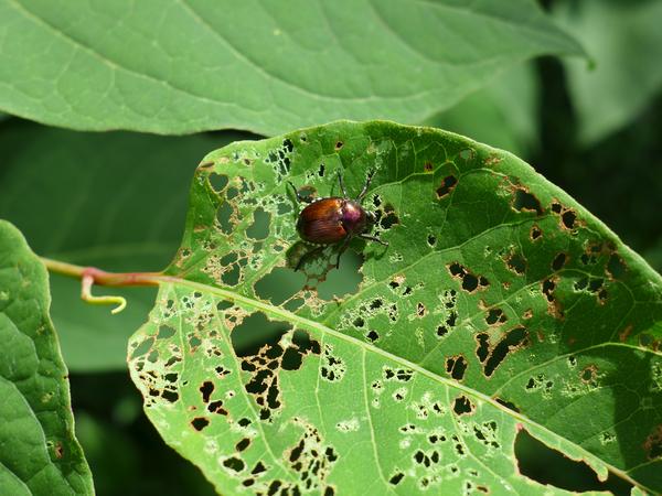 Japanese beetle eating Japanese knotweed, Allegheny County, PA, June 2017 (photo by Kate St. John)