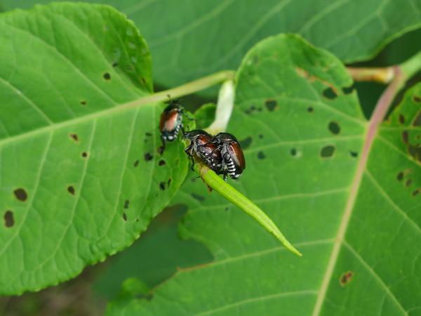 Japanese beetles mating on Japanese knotweed, Allegheny County, PA, June 2017 (photo by Kate St. John)
