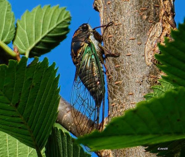 Cicada, western Pennsylvania (photo by Dana Nesiti)