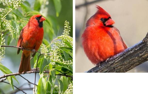 Northern cardinals in May and February (photos by Cris Hamilton)