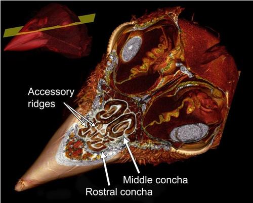 CT scan shows nasal conchae inside the bill of a Song Sparrow (photo credit: E. Gulson-Castillo and E. Sibbald via Science Daily)
