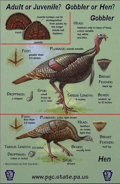 How to sex and age wild turkeys by sight (screenshot of PGC poster)