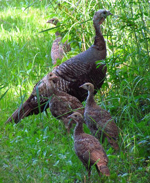 Wild turkey with juveniles (photo from Wikimedia Commons)