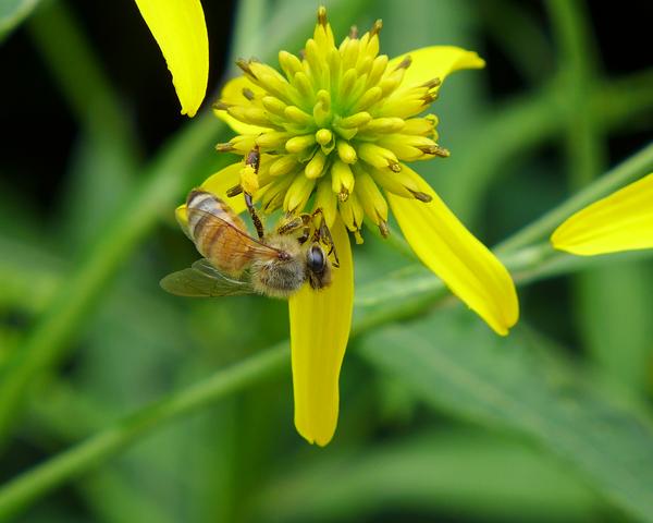 Honeybee on wingstem (photo by Kate St.John)