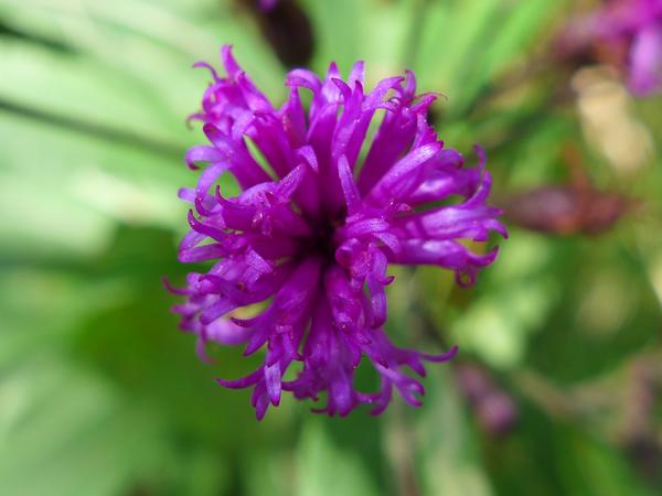 Ironweed, closeup of one flower (photo by Kate St. John)