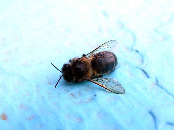 Dead bee (photo from Wikimedia Commons)