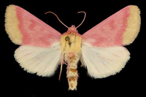 Primrose moth specimen, mounted (photo from Wikimedia Commons)
