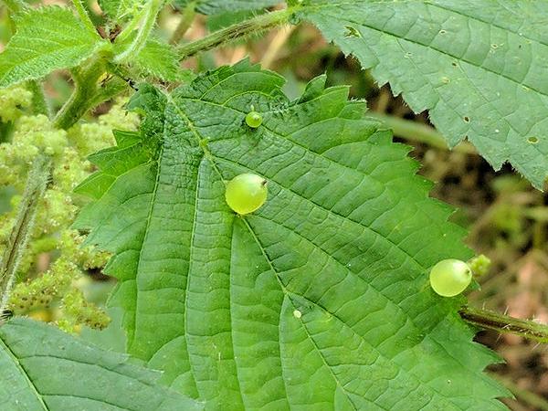 Green eggs on stinging nettle leaves (photo by Kate St.John)