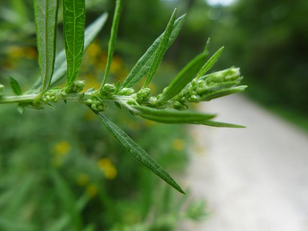Mugwort's insignificant flowerscluster on the stem (photo by Kate St. John)