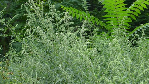 Mugwort looks messy where there's a lot of it in August (photo by Kate St. John)