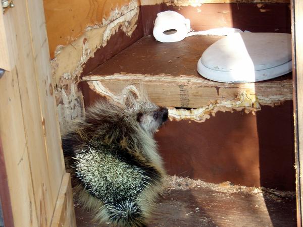 Porcupine eating an outhouse (photo from Western Arctic National Parkland on Flickr, Creative Commons license)