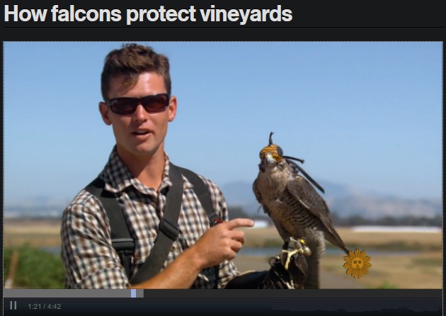 How Falcons Protect Vineyards (screenshot from CBS)