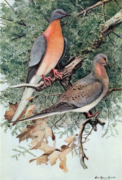 Passenger pigeons by Louis Agassiz Fuertes, 1907 (image in public domain via Wikimedia Commons)