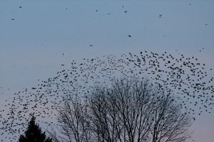 Starling flock (photo by Tom Pawlesh)