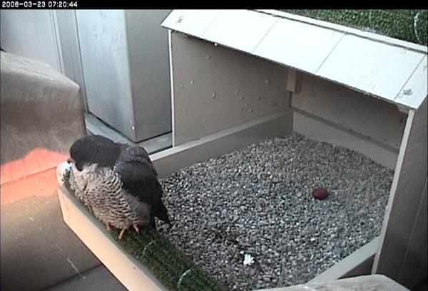 Dorothy with her first egg of 2008 on March 23, Easter Day (photo from the National Aviary snapshot camera at Univ of Pittsburgh)