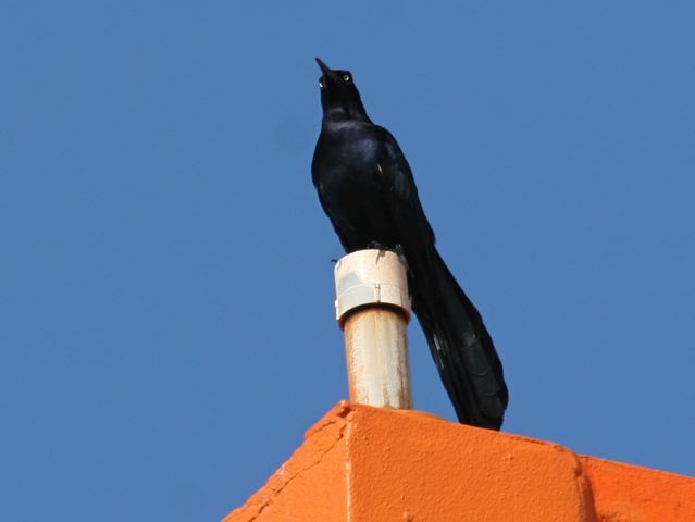 Great-tailed grackle (photo by Chuck Tague)
