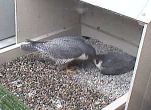 Dorothy touches E2's beak as she arrives to take over incubation.
