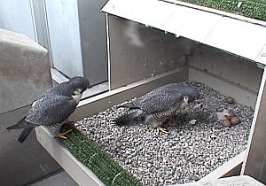 Peregrine falcons, E2 and Dorothy, attend to their first chick of 2008, University of Pittsburgh, April 30, 2008