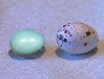 Catbird and Cowbird eggs (replicas)
