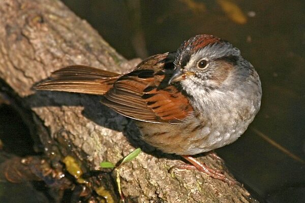 Swamp Sparrow (photo by Chuck Tague)