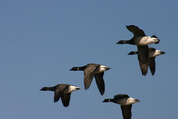 Brant in flight (photo by Chuck Tague)