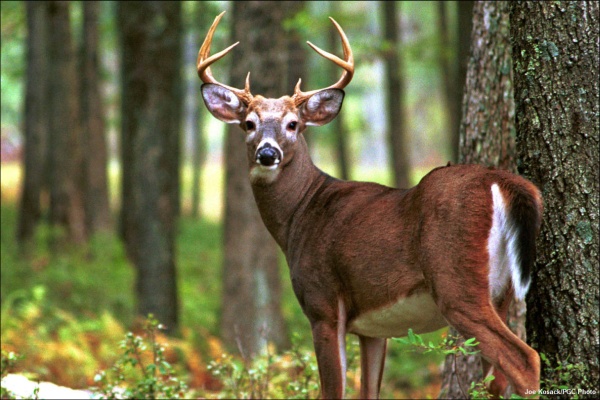 White-tailed deer (credit: Joe Kosack/PGC photo)