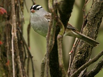 White-crowned Sparrow (photo by Chuck Tague)