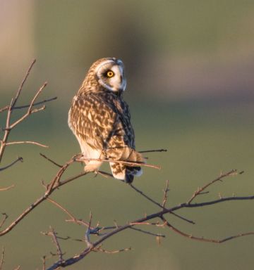 Short-eared Owl (photo by Cris Hamilton)