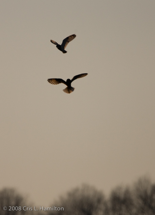 Short-eared Owls in flight (photo by Cris Hamilton)