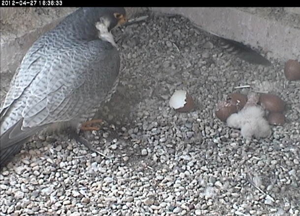 Peregrine egg just hatched, 27 Apr 2013 (photo from the National Aviary snapshot camera at Univ of Pittsburgh)