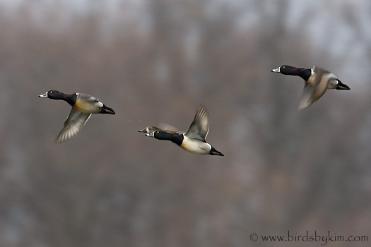 Ring-necked Ducks (photo by Kim Steininger)
