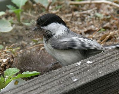 Black-capped Chickadee with nesting material (photo by Marcy Cunkelman)