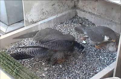 Dorothy and E2 prepare to feed their new nestlings (photo from National Aviary webcam)