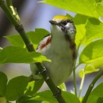 Chestnut-sided Warbler, female (photo by Chuck Tague)