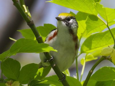 Chestnut-sided Warbler, female (photo by Chuck Tague)