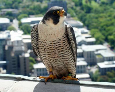 Dorothy, adult female peregrine at the Univ of Pittsburgh, 2009 (photo by Jessica Cernic)