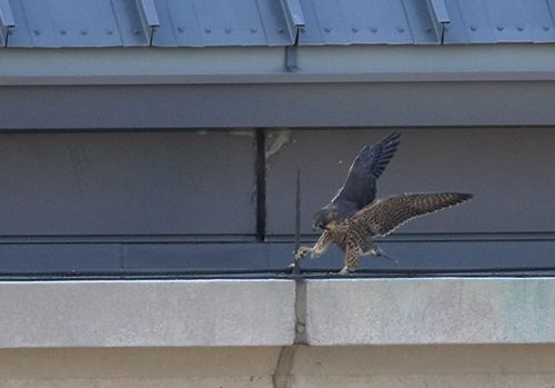 Juvenile Peregrine Falcon walking the ledge (photo by Kim Steininger)