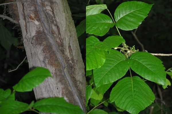 Poison Ivy vine and leaves (photos by Dianne Machesney)