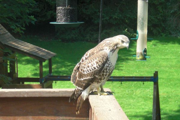 Red-tailed Hawk on Solomon's deck (photo by Michael Solomon)