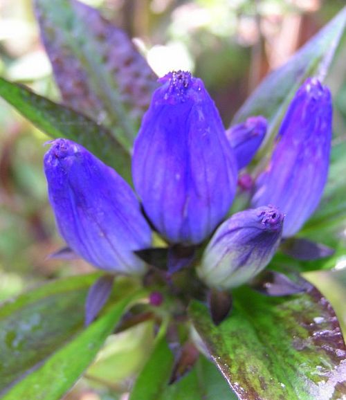 Closed Gentian (photo by Dianne Machesney)