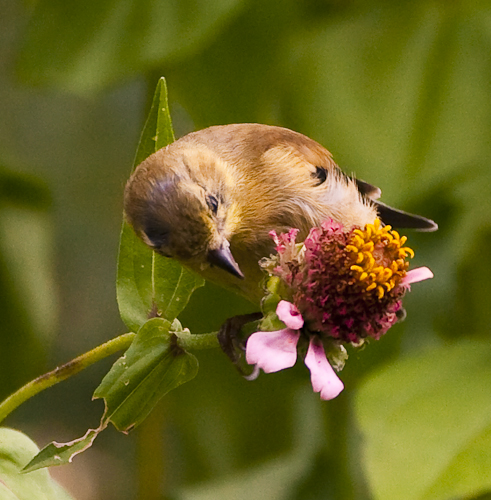 American Goldfinch (photo by Sam Leinhardt)