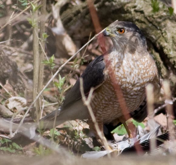 Adult Coopers Hawk (photo by Cris Hamilton)