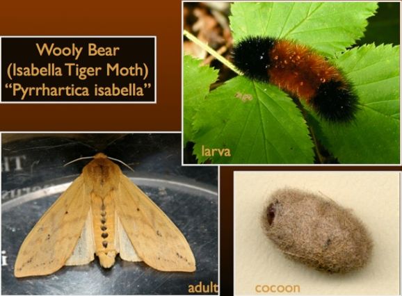 Wooly Bear caterpillar is the Isabella Tiger Moth (photos by Chuck Tague)
