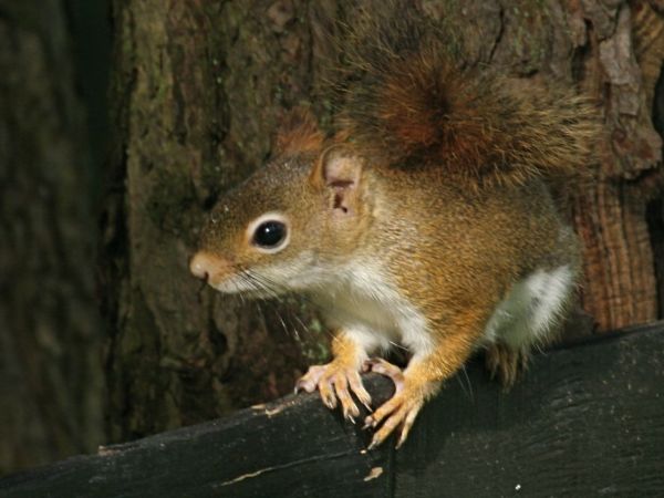 Red Squirrel (photo by Chuck Tague)