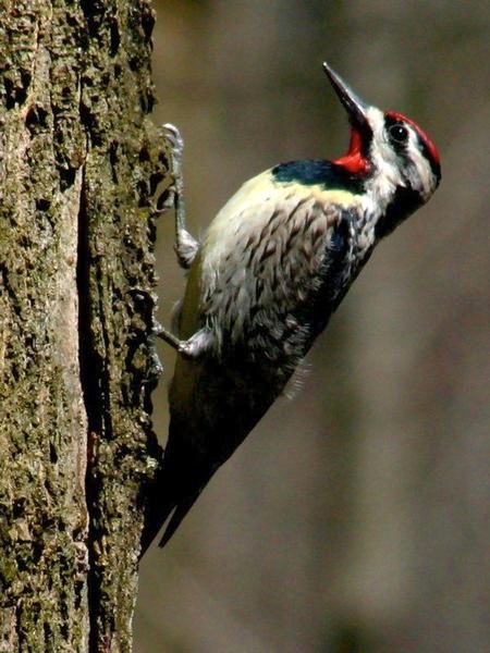 Yellow-bellied sapsucker (photo by Chuck Tague)