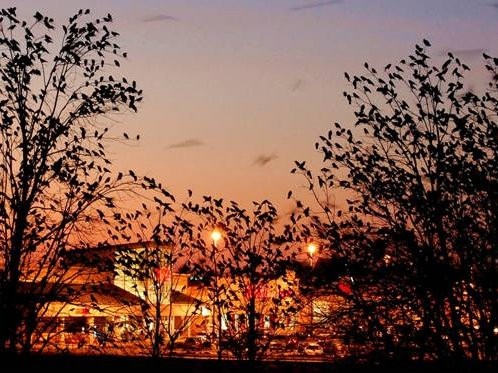 Crow roost in Lancaster ,PA (image from Penn State Univ study)